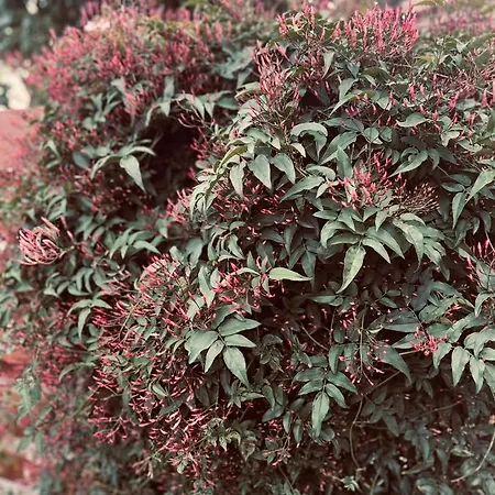 アパート Mermaid マンドリア