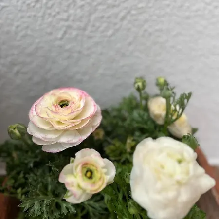 Mermaid Mandria (Paphos)