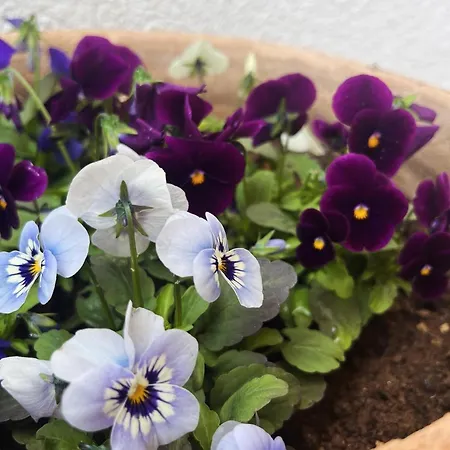 Mermaid アパート *