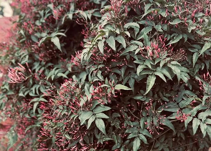 Appartement Mermaid Mandria (Paphos)