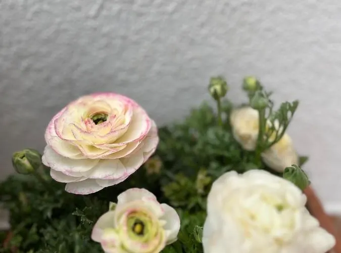 Mermaid מנדריה